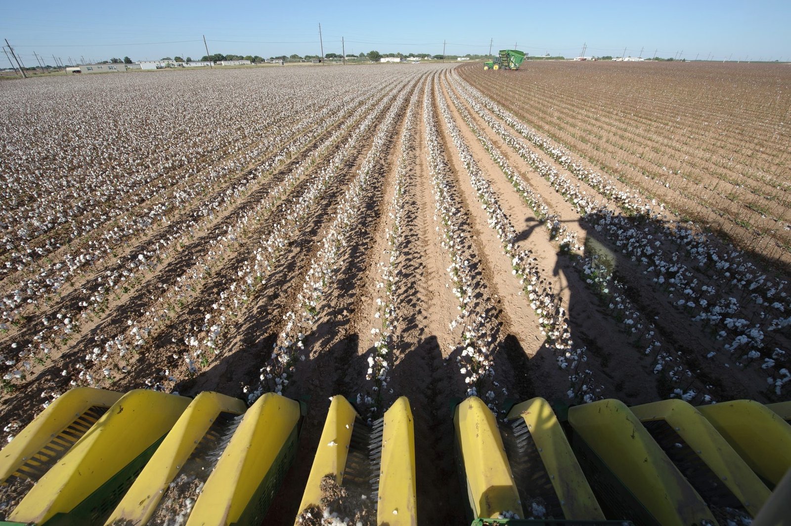 Harvested cotton rows seen from the front of a stripper