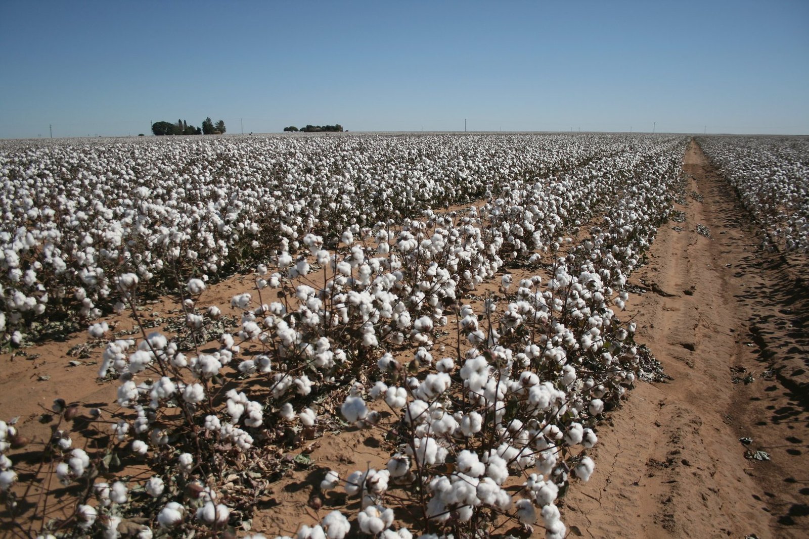 Cotton rows beside a sandy turn row with farm buildings far off