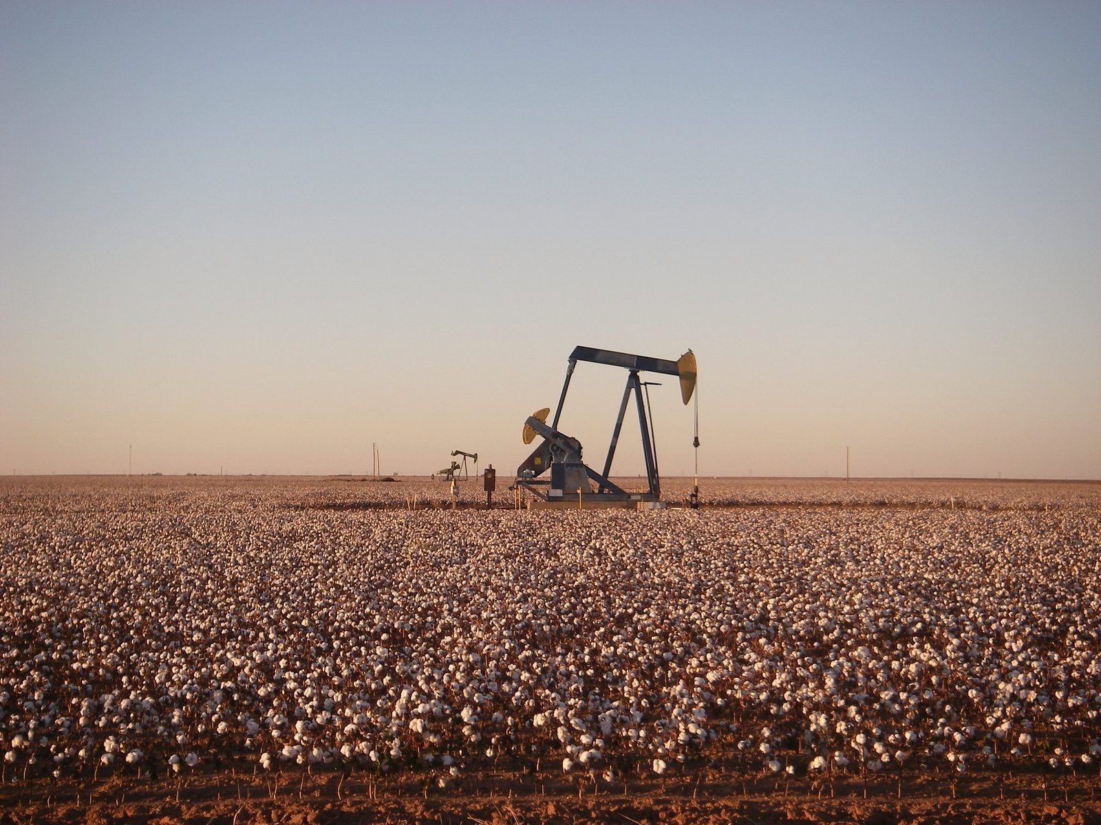 A pumping unit standing in an open cotton field under a pale evening sky