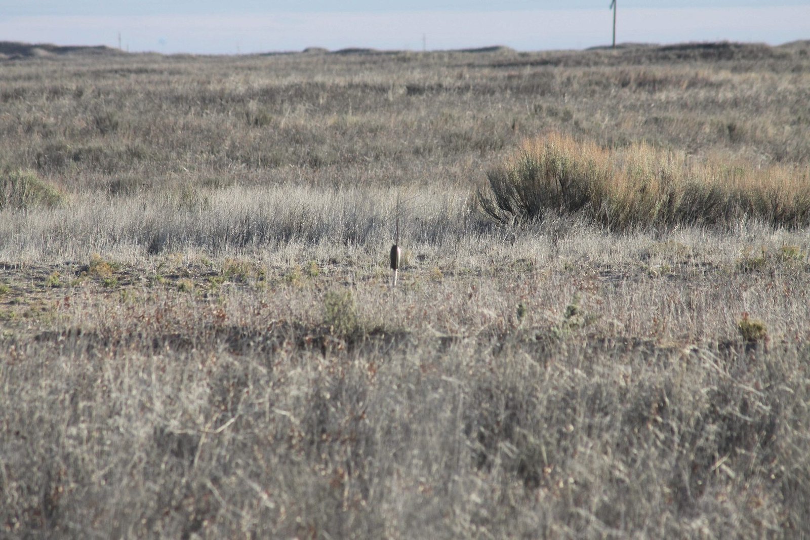 Dry shortgrass prairie with a sagebrush clump in the background